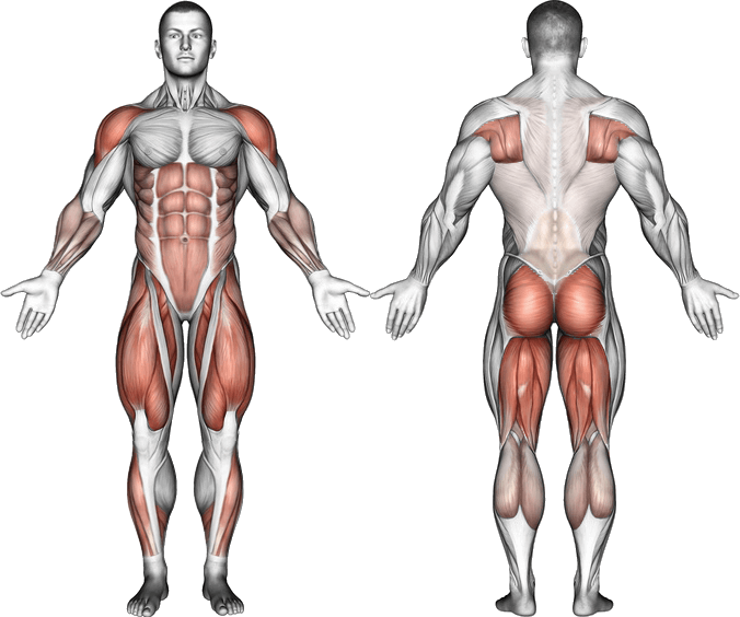 Muscles Worked - Front Squats Muscles Worked Clipart (676x564), Png Download