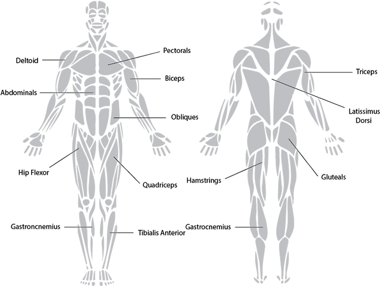 Knowing The Major Muscles That Cause Movement Around - Muscular System Black And White Clipart (760x562), Png Download
