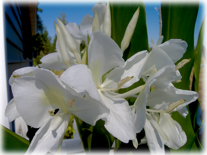 Butterfly Hedychium Coronarium Wild Things Grow - Lily Clipart (700x525), Png Download