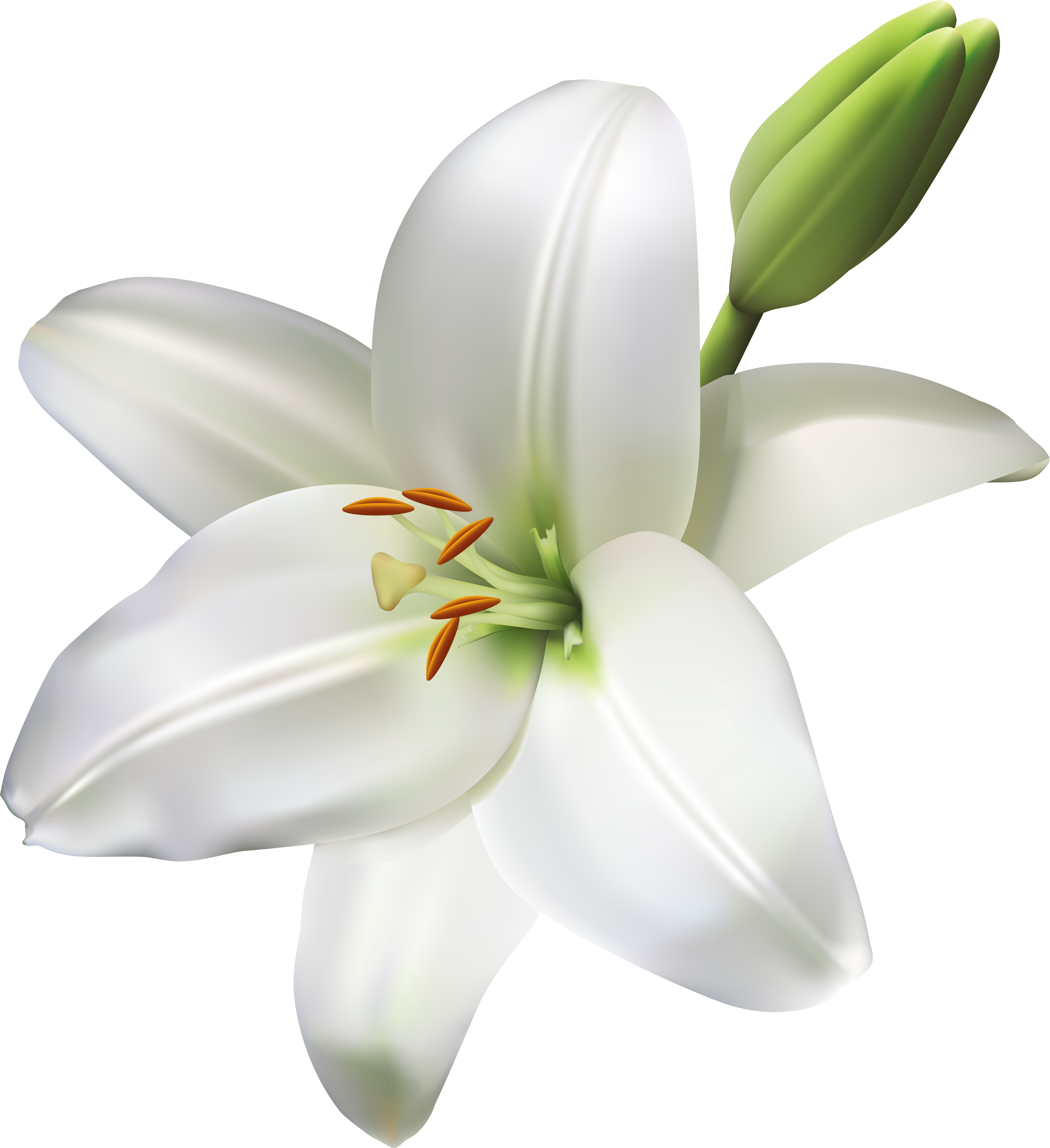 Lily Flower Transparent Png Clip Art Image - Lily Flowers Clear Background ...