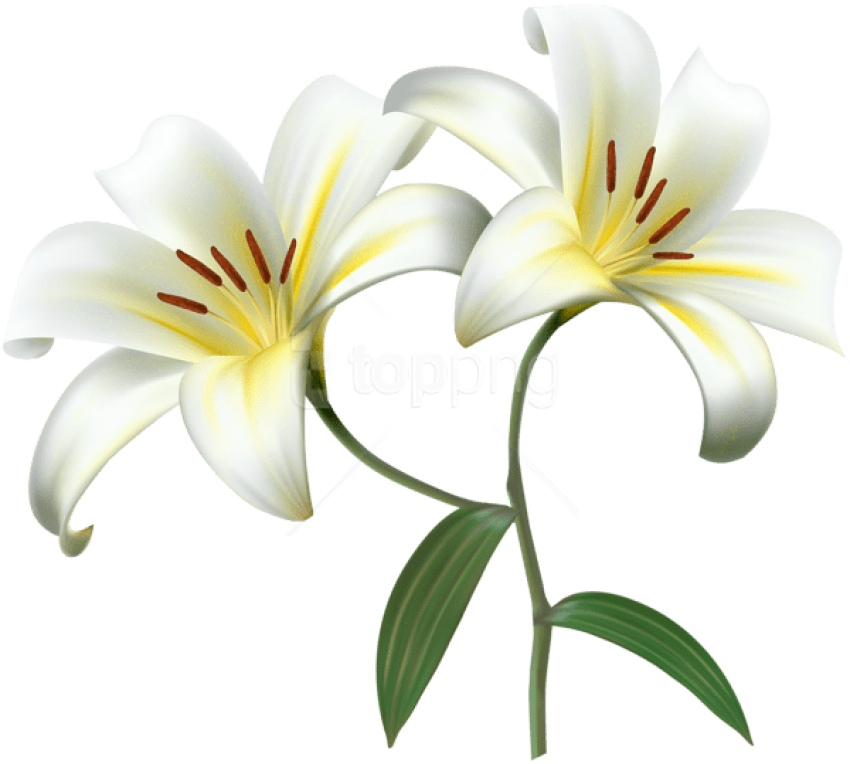 Free Png Download White Lilium Flower Decorative Transparent - White Lily Flower Png Hd Clipart (850x764), Png Download