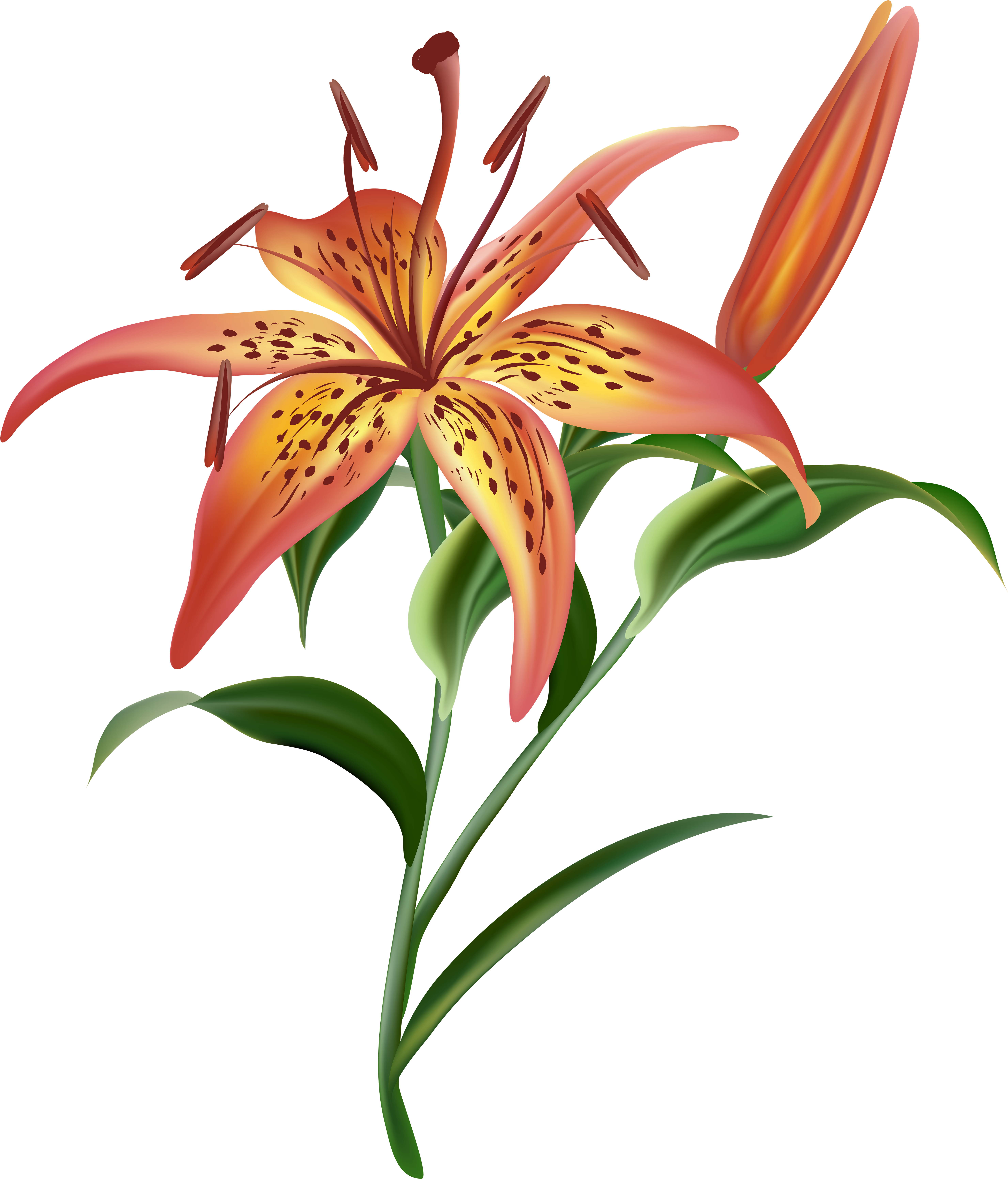 Lilium Flower Png Clipart (5987x7000), Png Download