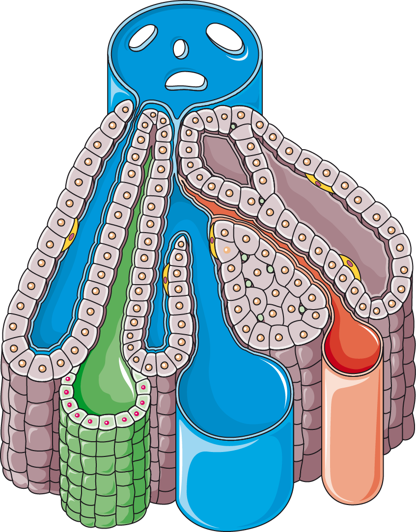 Download The Image - Liver Lobule Clipart (847x1084), Png Download