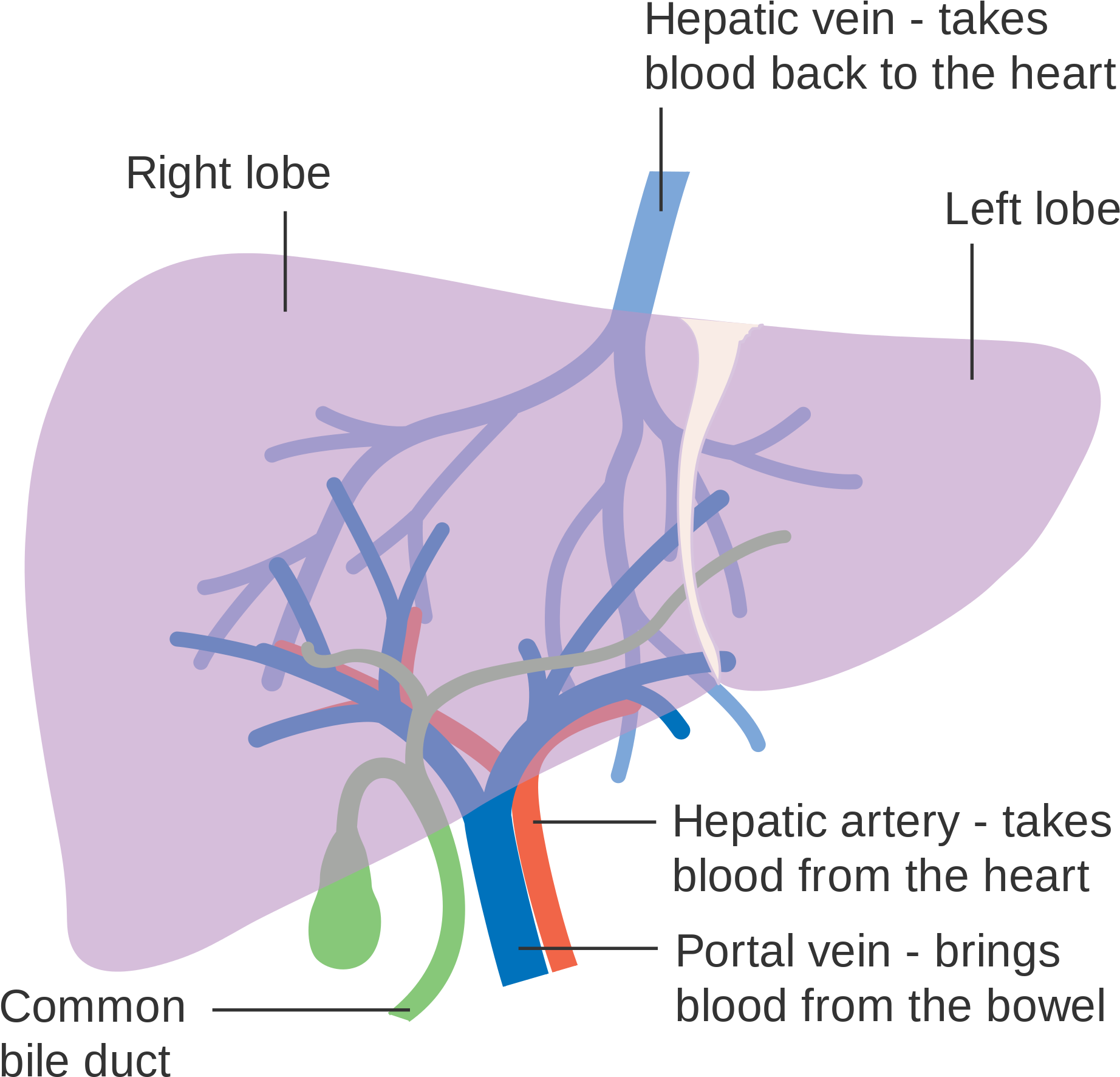 Diagram Showing The Two Lobes Of The Liver And Its - Liver And Blood Supply Clipart (2000x2027), Png Download