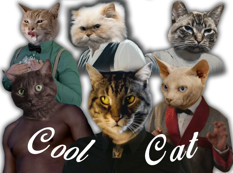 Cool Cat Crew - Domestic Short-haired Cat Clipart (800x595), Png Download