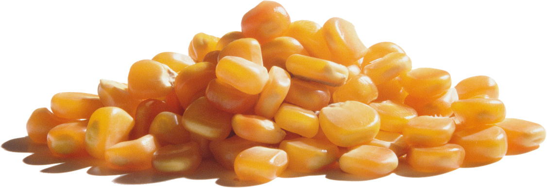 Wabash Valley Farms Popcorn - Corn Kernels Clipart (1126x388), Png Download