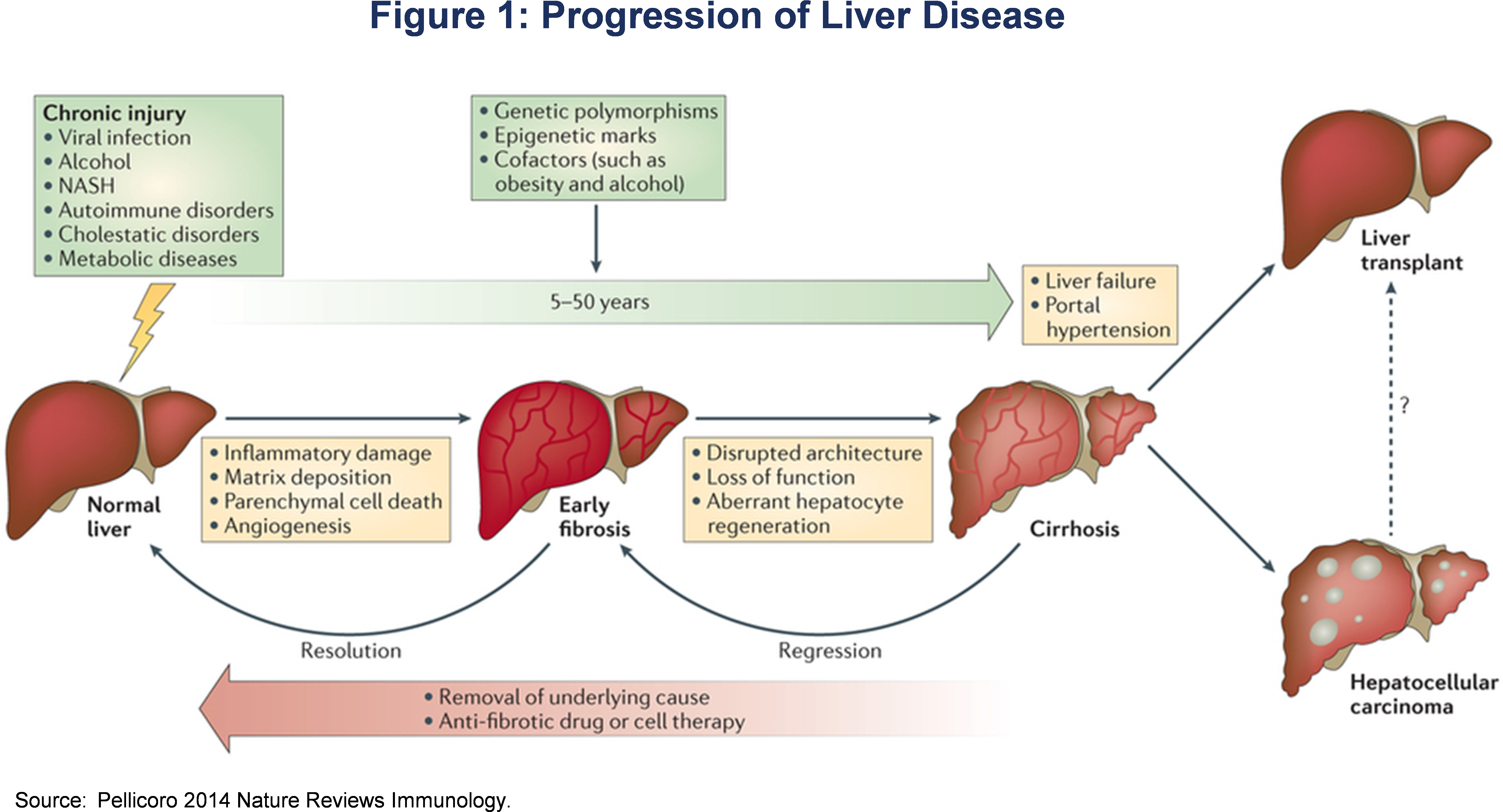 A Number Of Companies Are Currently Developing Treatments - Overview Liver Disease Clipart (5930x3328), Png Download