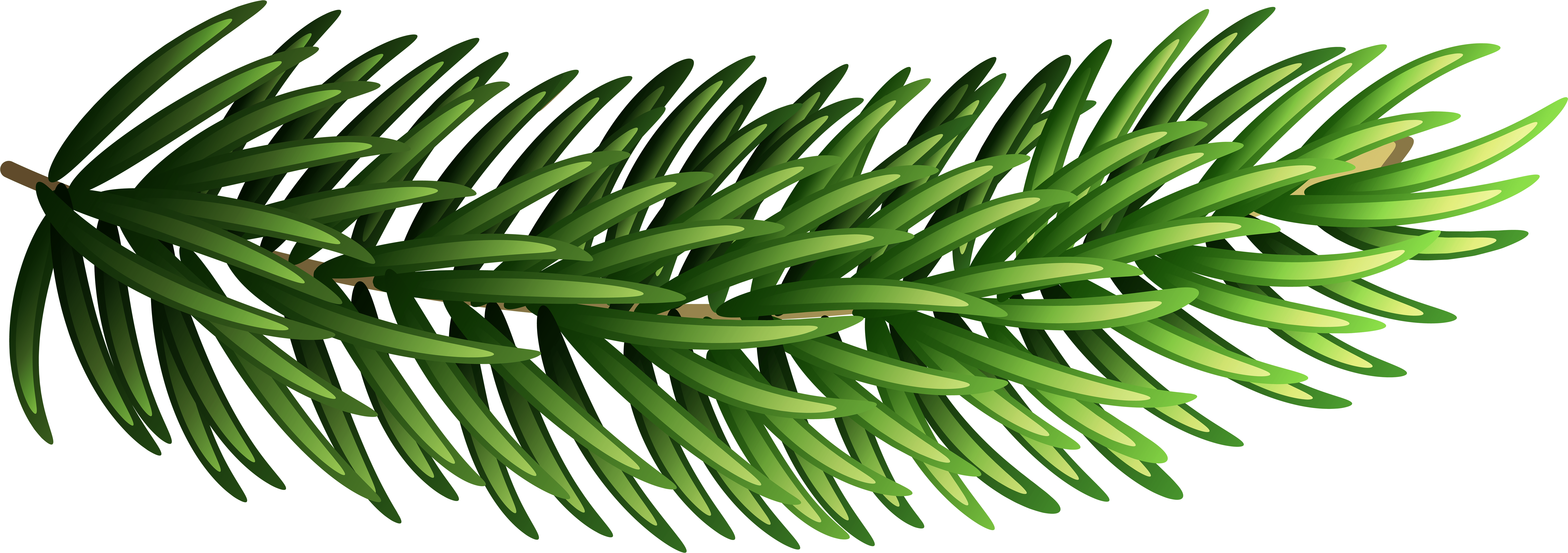 Pine Branch Png Clipart (8000x2882), Png Download