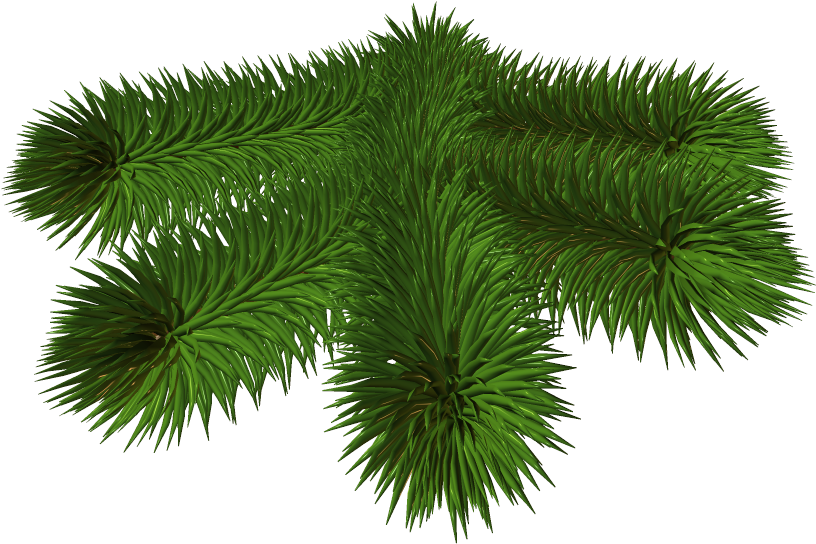 Transparent Background Pine Branch Png Clipart (825x562), Png Download