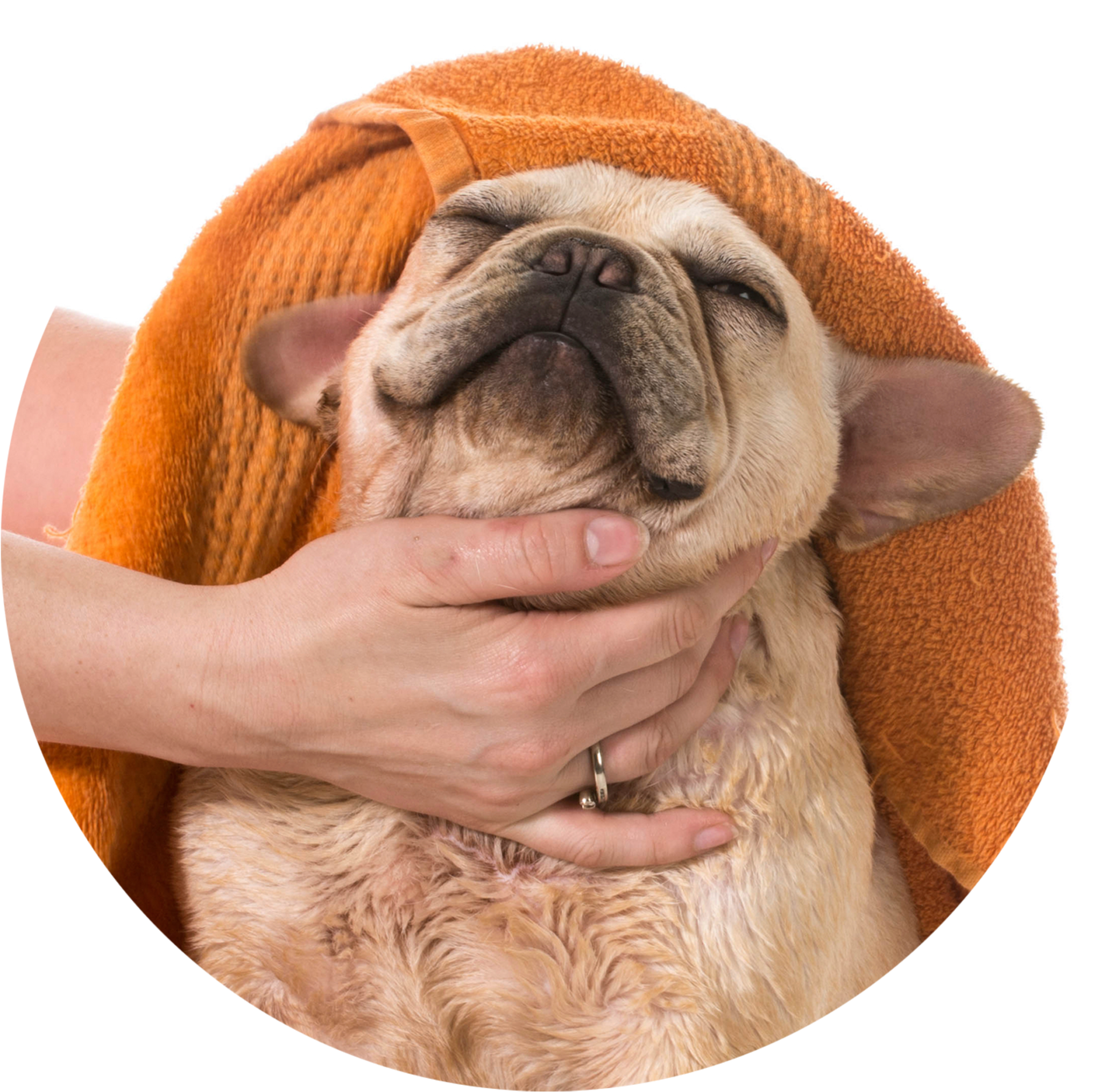 2m Dog Towel 20 Jul 2017 - Towel Drying A Dog Clipart (2048x2048), Png Download