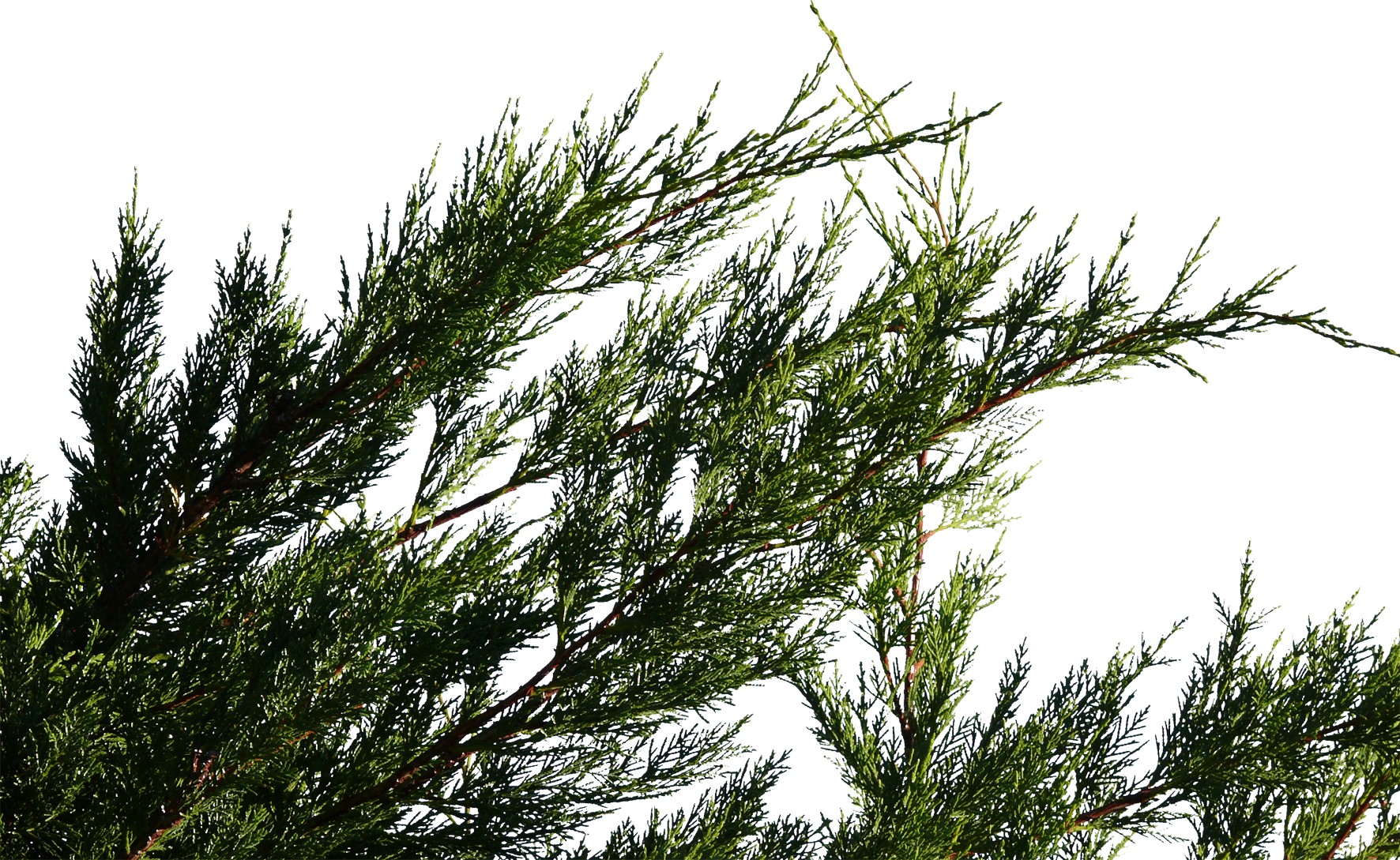 Pond Pine Clipart (1772x1089), Png Download