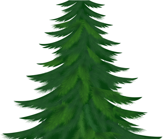 Christmas Ornament Clipart Pine Tree Branch - Pine Tree Clipart Png Transparent Png (640x480), Png Download