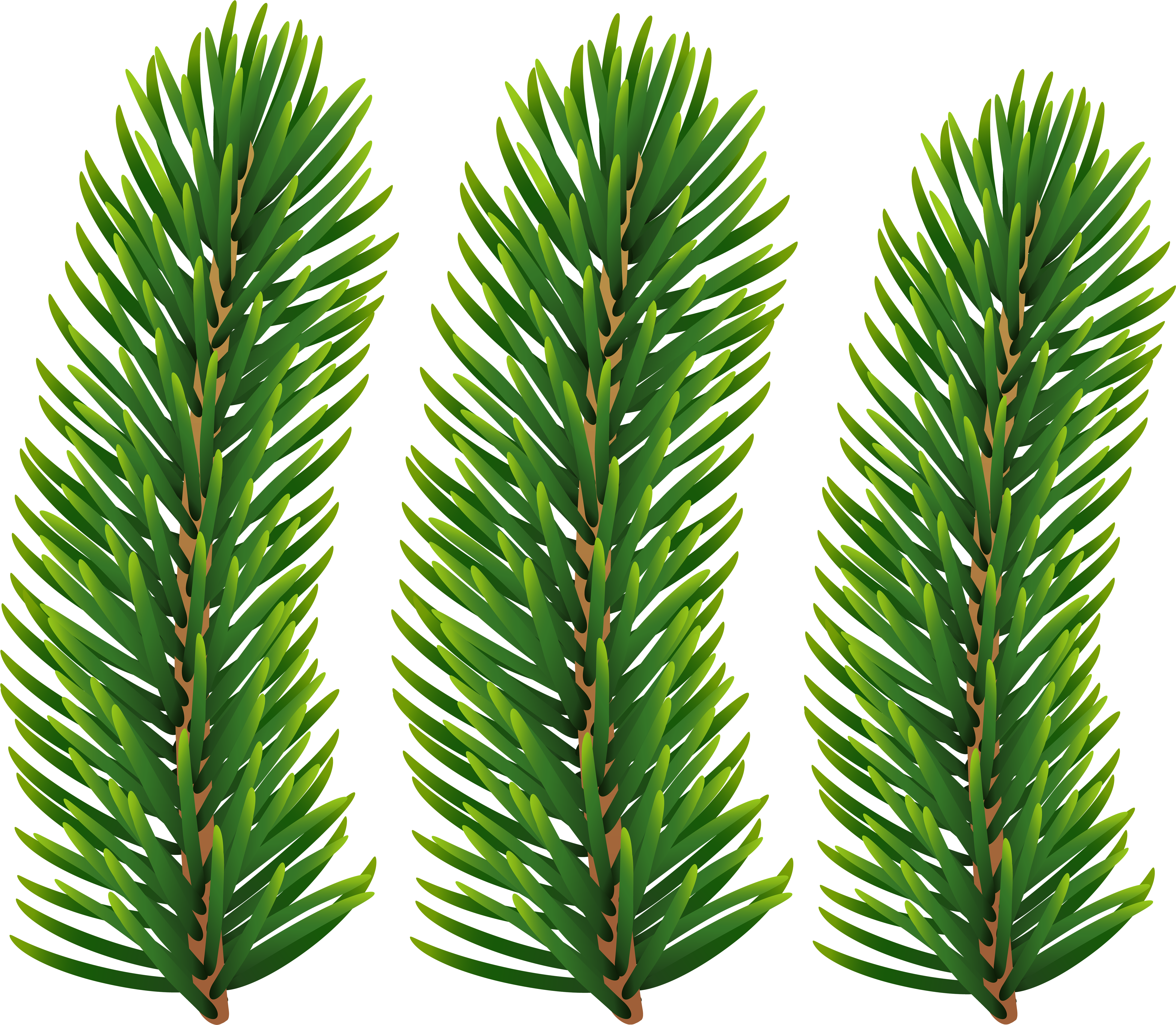 Pine Branches PNG Clipart​  Gallery Yopriceville - High-Quality