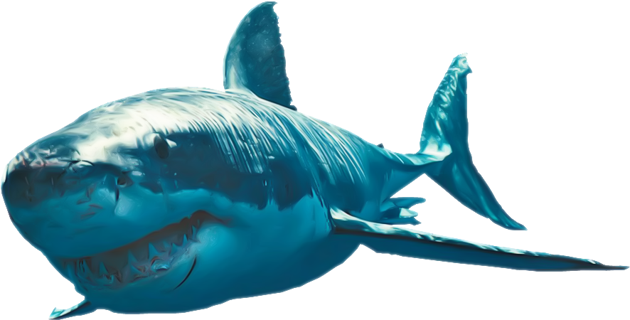Shark Png Clipart - Shark Png Transparent Png (958x486), Png Download