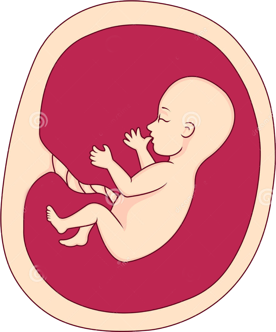 Fetus Png - Baby In Womb Png Clipart (1172x1300), Png Download