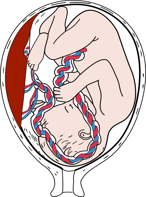 Fetus Placenta Pregnancy Infant Embryo - Placenta Clipart - Png Download (555x750), Png Download