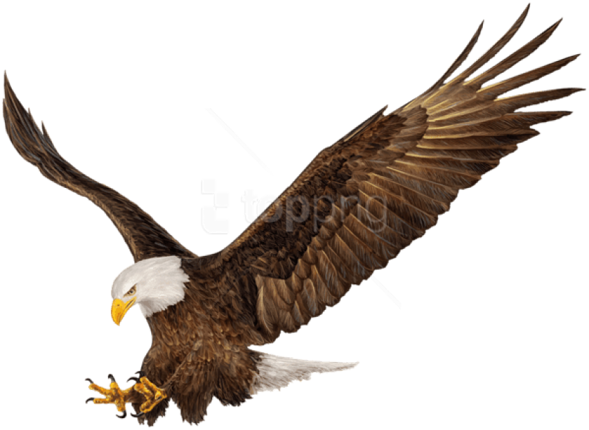 American Eagle Png Clipart (850x620), Png Download