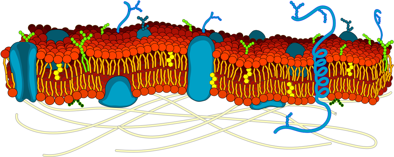 Cell Membrane Detailed Diagram Blank - Cell Membrane Color Coded Clipart (1280x529), Png Download