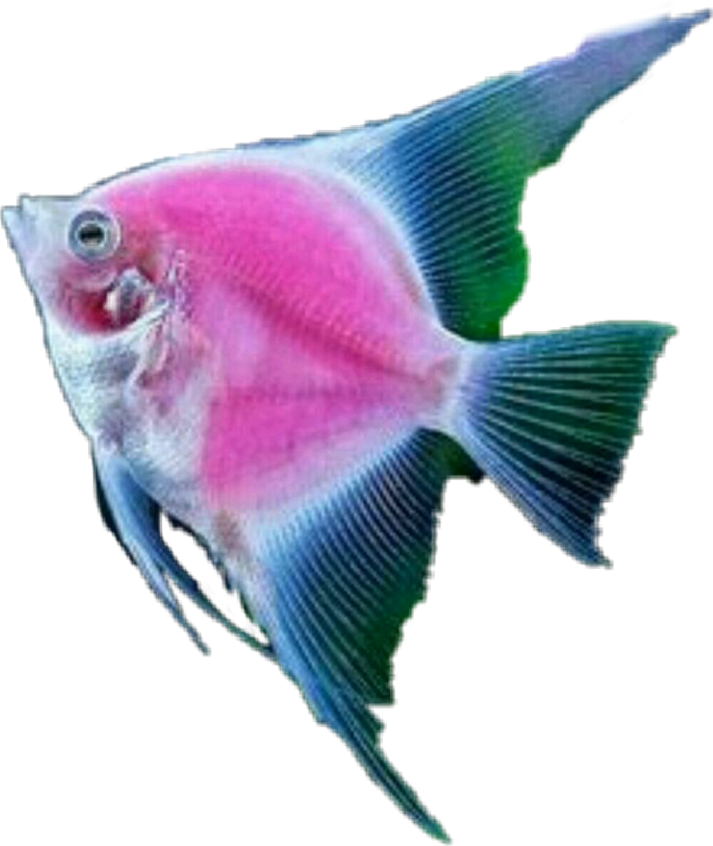 Fish Tropicalfish Scseacreatures Seacreature - Marine Biology Clipart (1024x1214), Png Download