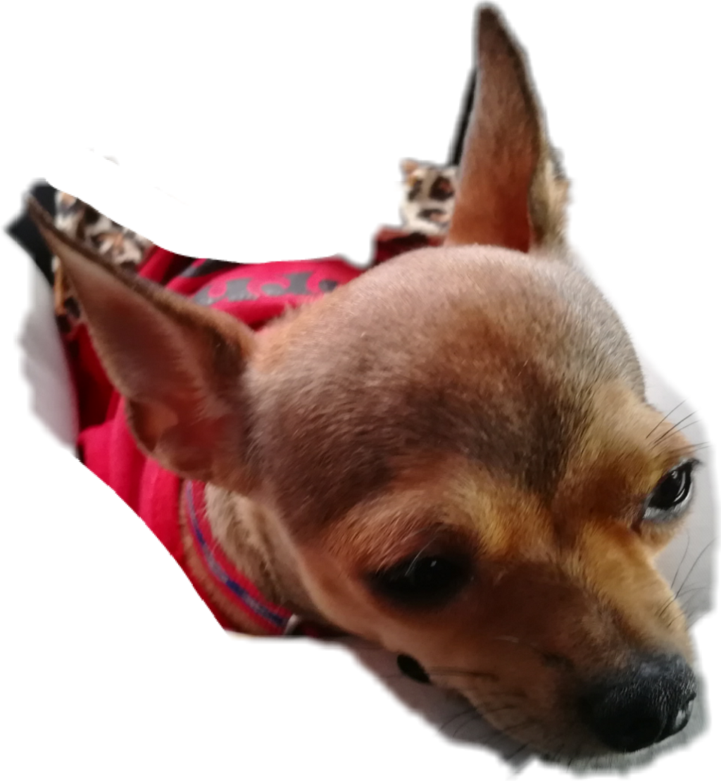 Chihuahua Clipart (1024x1109), Png Download