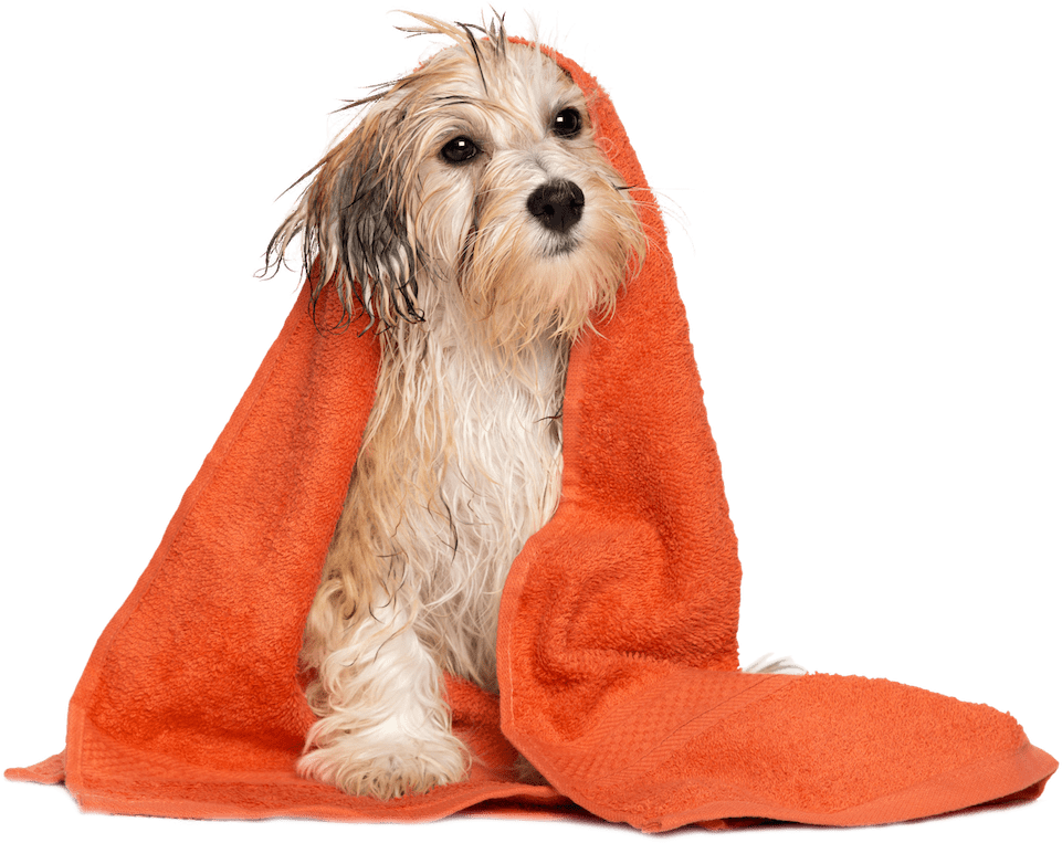Make A Reservation - Dog Grooming Clipart (1000x780), Png Download