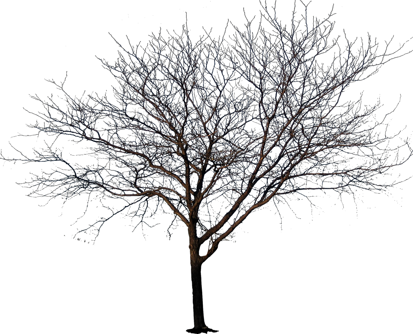 1600 X 1600 19 - No Leaves Tree Png Clipart (1600x1600), Png Download