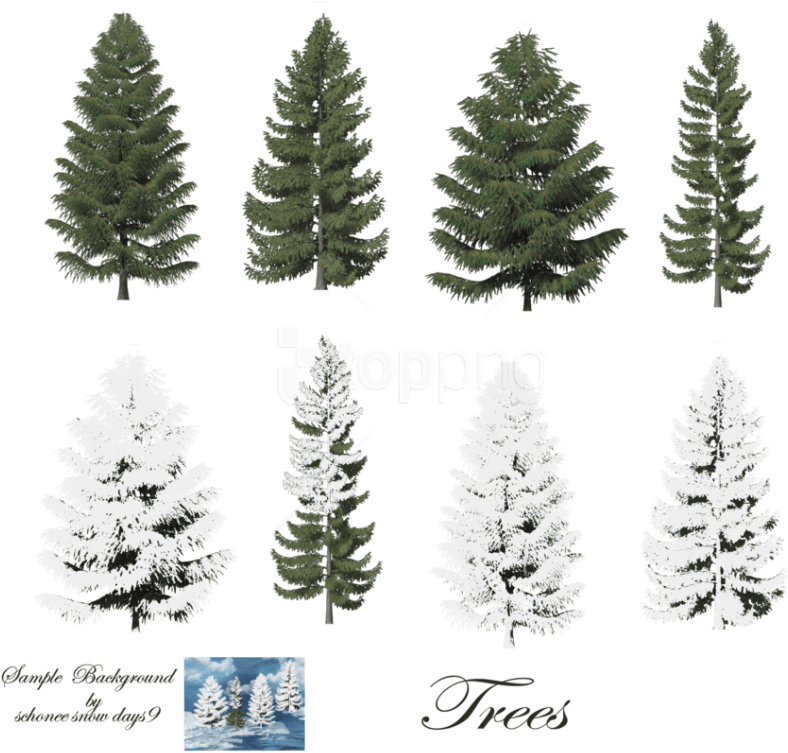 Free Png Download Fir-tree Free Png Images Background - Snow On Trees Photoshop Clipart (850x765), Png Download