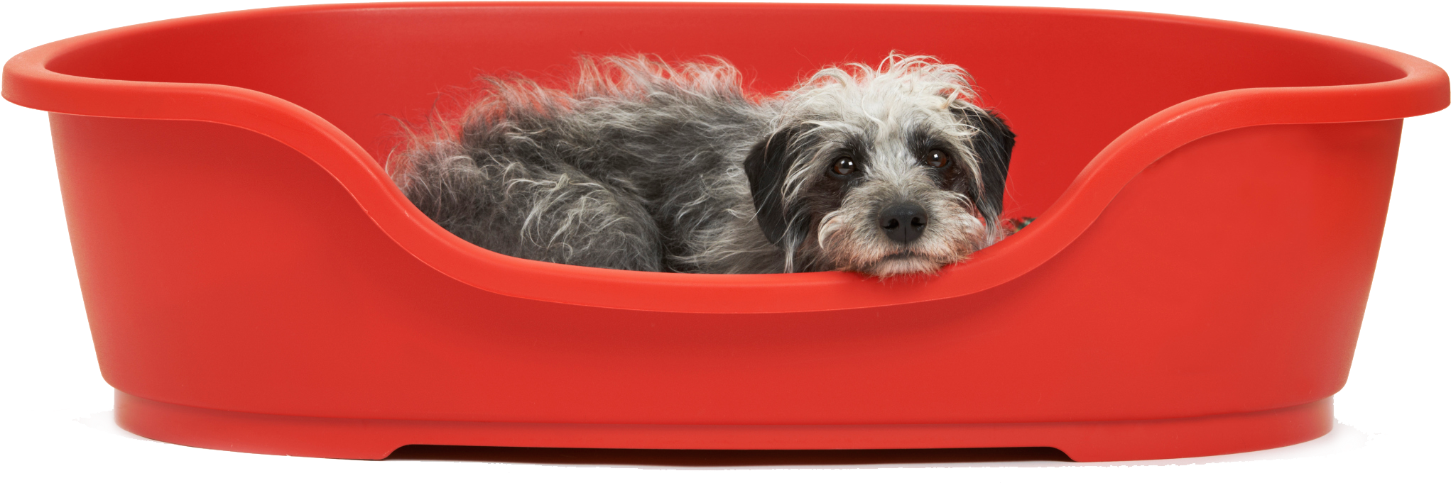Dog Bed - Cocker Spaniel Clipart (2136x1410), Png Download