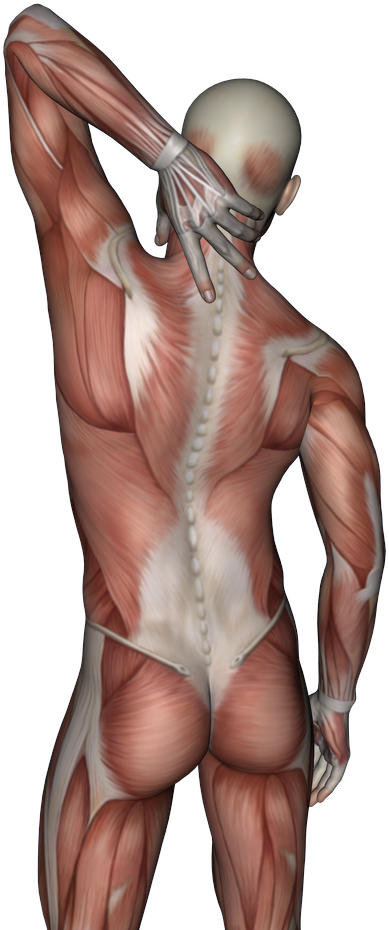 Neck Pain - Illustration Clipart (1010x1010), Png Download