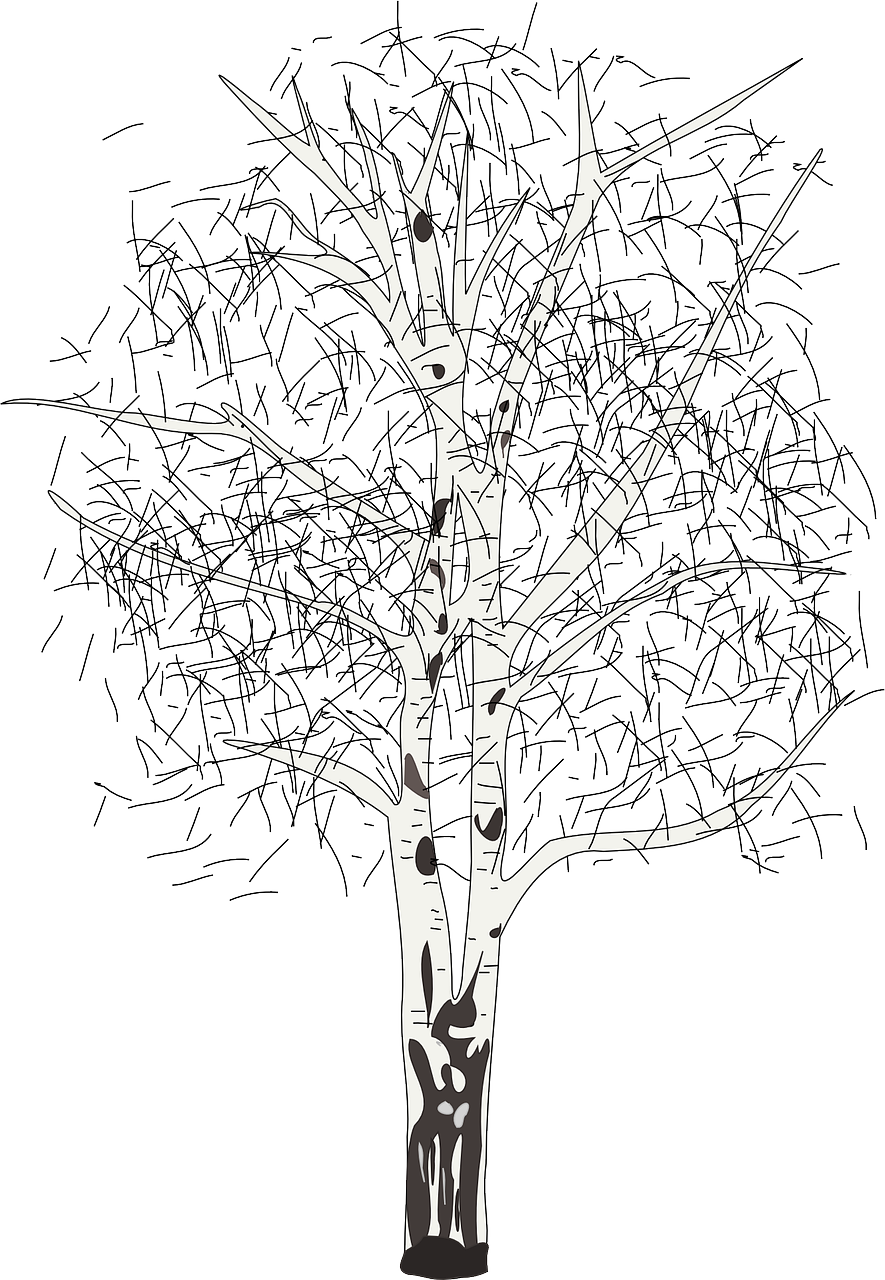 17 - Birch - Silver Birch Tree Clipart - Png Download (885x1280), Png Download