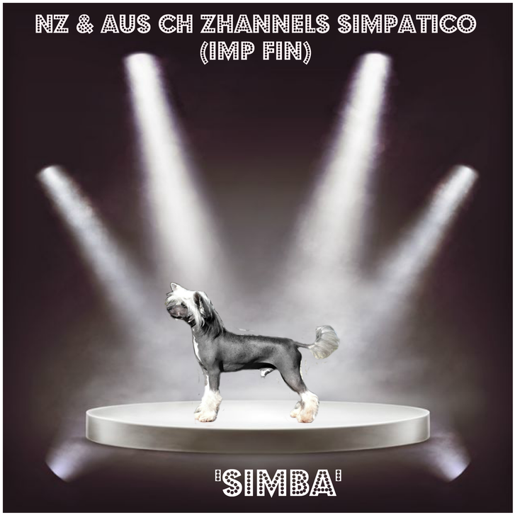 Simba Is Another One Of Our Sweetest Happiest Little - Companion Dog Clipart (800x800), Png Download