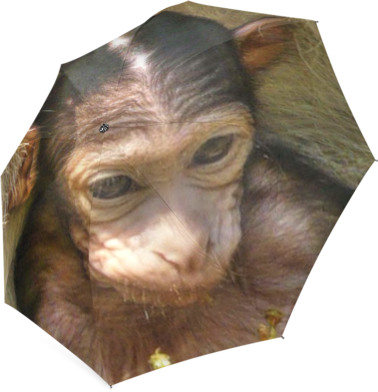 Common Chimpanzee Clipart (1000x1000), Png Download