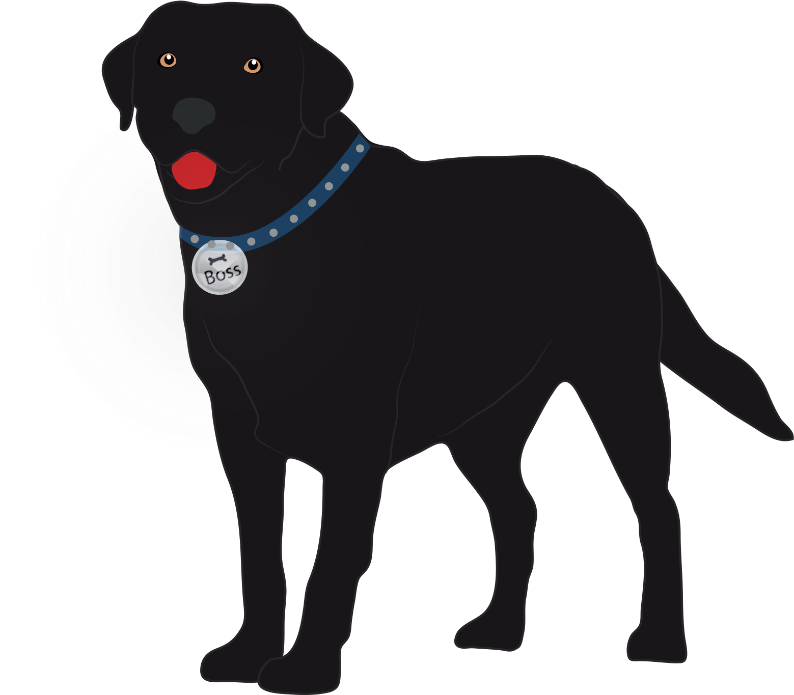 Big Boss, 3, Is Black Labrador Show Dog - Labrador Retriever Clipart (1616x1364), Png Download