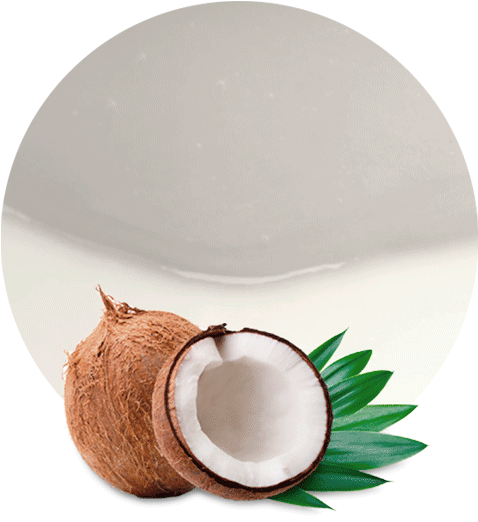 Coconut Milk Concentrate - Imagenes De Cocos Png Clipart (536x595), Png Download