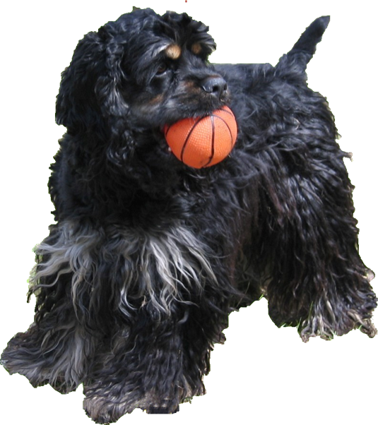 Happy Dog Png - Cocker Spaniel Clipart (535x602), Png Download