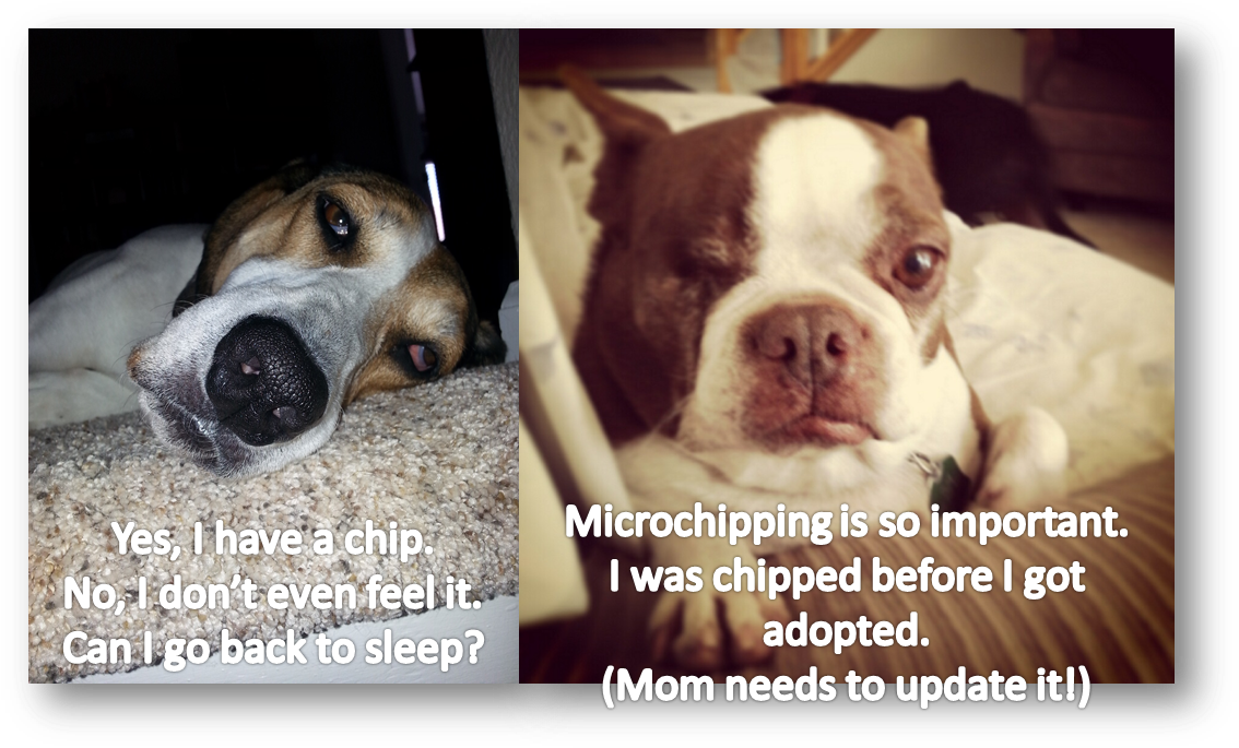 Microchipping - Companion Dog Clipart (1146x697), Png Download