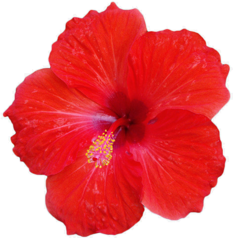 650 X 489 10 - Red Hibiscus Flower Png Clipart (650x489), Png Download