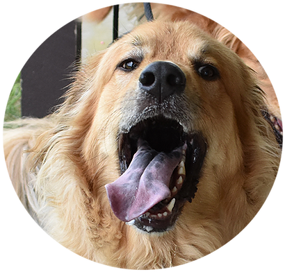 Happy Dog - Dog Yawns Clipart (912x652), Png Download