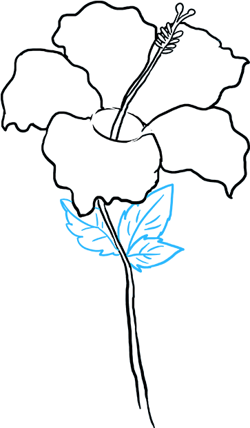 Hibiscus Flower Drawing - Hibiscus Flower Drawing Easy Clipart (680x678), Png Download