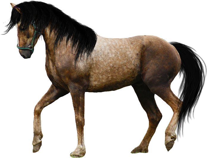 Free Horse Images - Beautiful Horse Png Clipart (968x648), Png Download