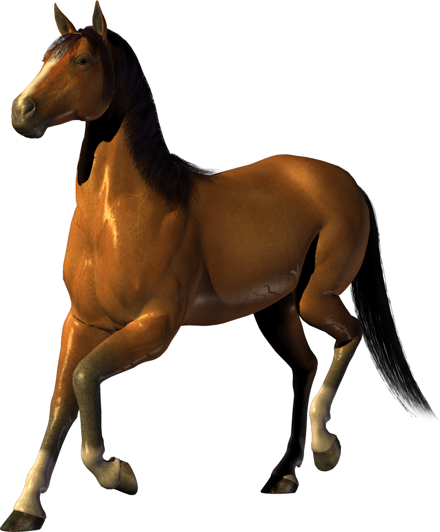 Transparent Background Horse Png Clipart (861x1041), Png Download