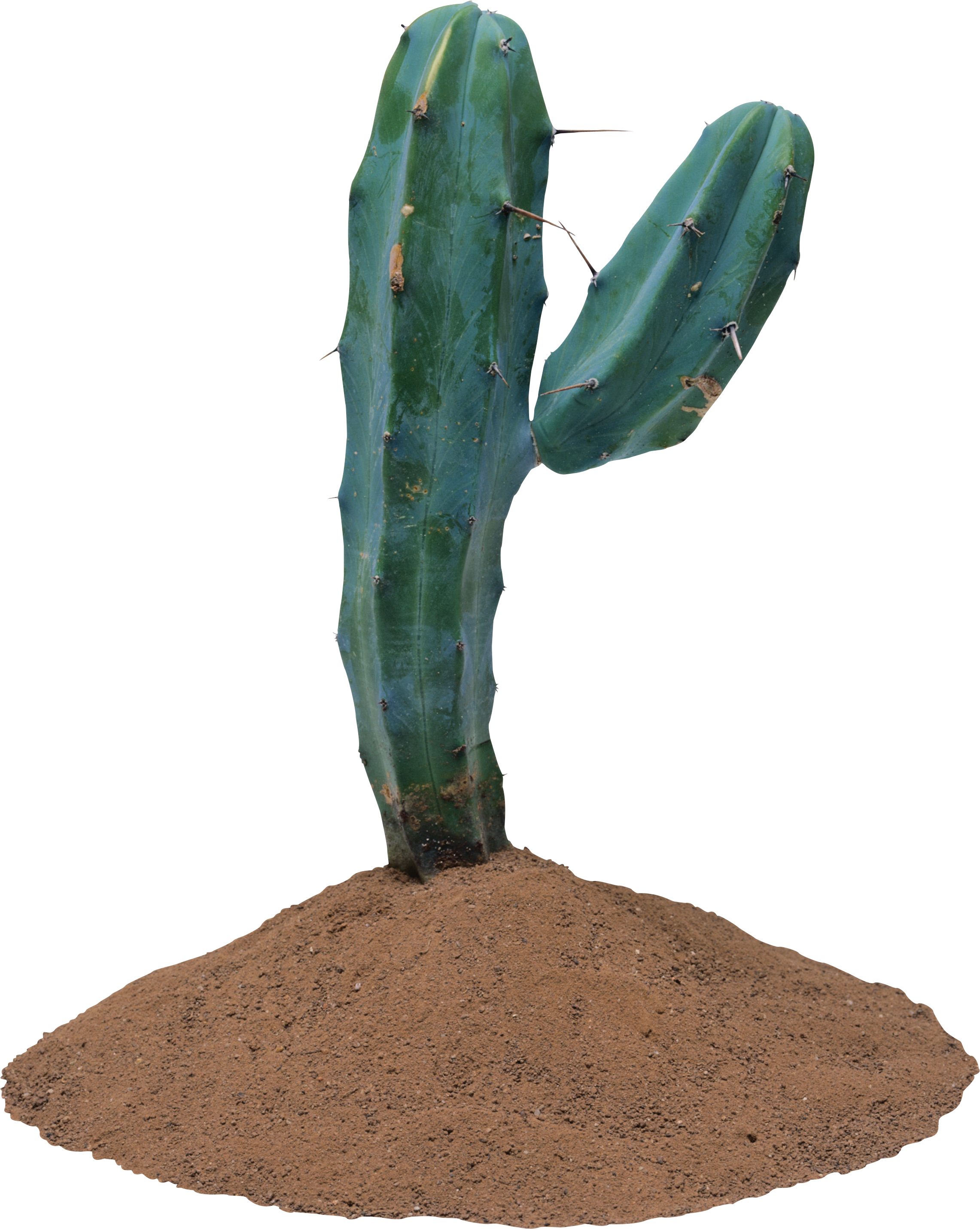Cactus, Clip Art, Plants, Illustrations - Cactus Transparent Background Real - Png Download (2282x2861), Png Download