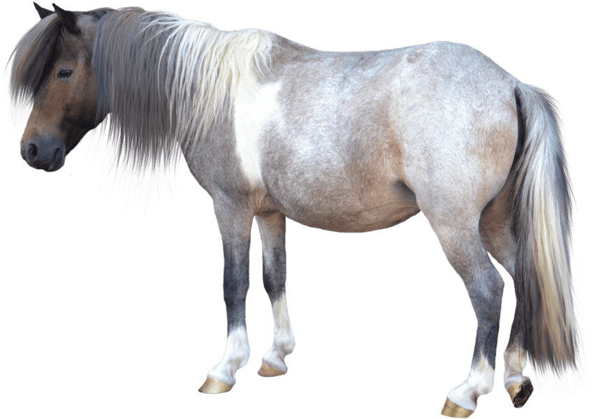 Animals - Horses - Small Horse Transparent Background Clipart (900x720), Png Download