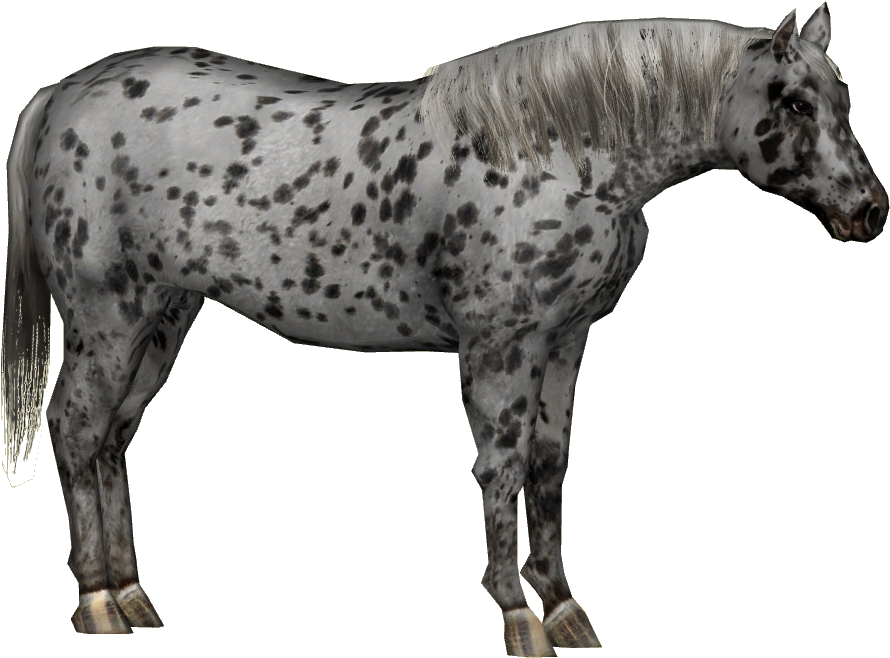 Appaloosa Horse Png - Stallion Clipart (889x889), Png Download