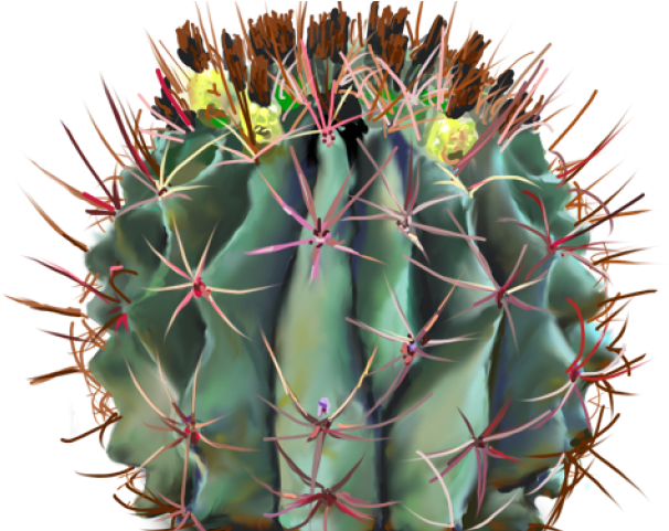 Cactus Clipart Barrel Cactus - Cactus - Png Download (640x480), Png Download