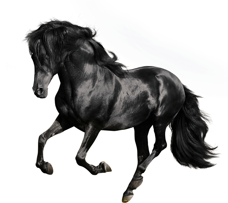 Andalusian American Quarter Arabian Gallop Stallion - Black Horse White Background Clipart (1000x1000), Png Download