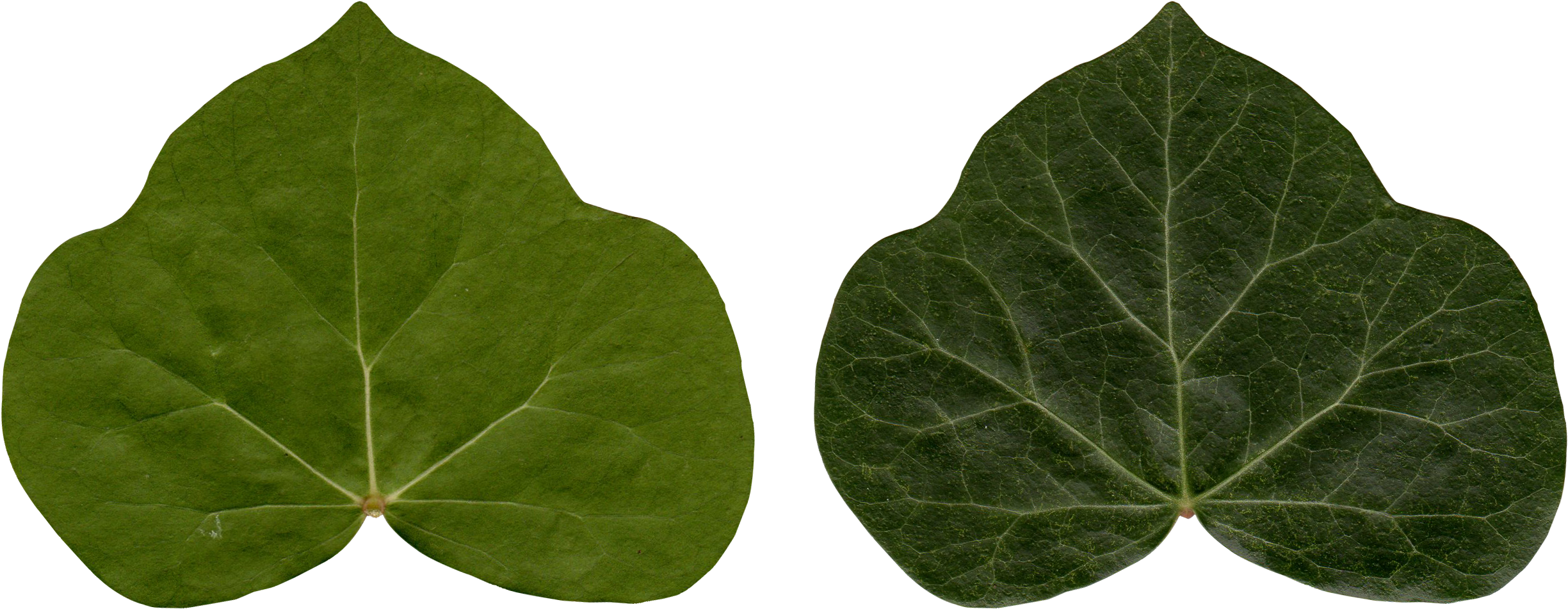 Common Ivy Leaf Poison Ivy Plant - Ivy Clipart (2449x951), Png Download