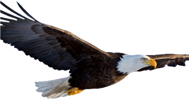 7 Eagle Clipart Clear Background Free Clip Art Stock - Transparent Background Eagle Png (640x480), Png Download