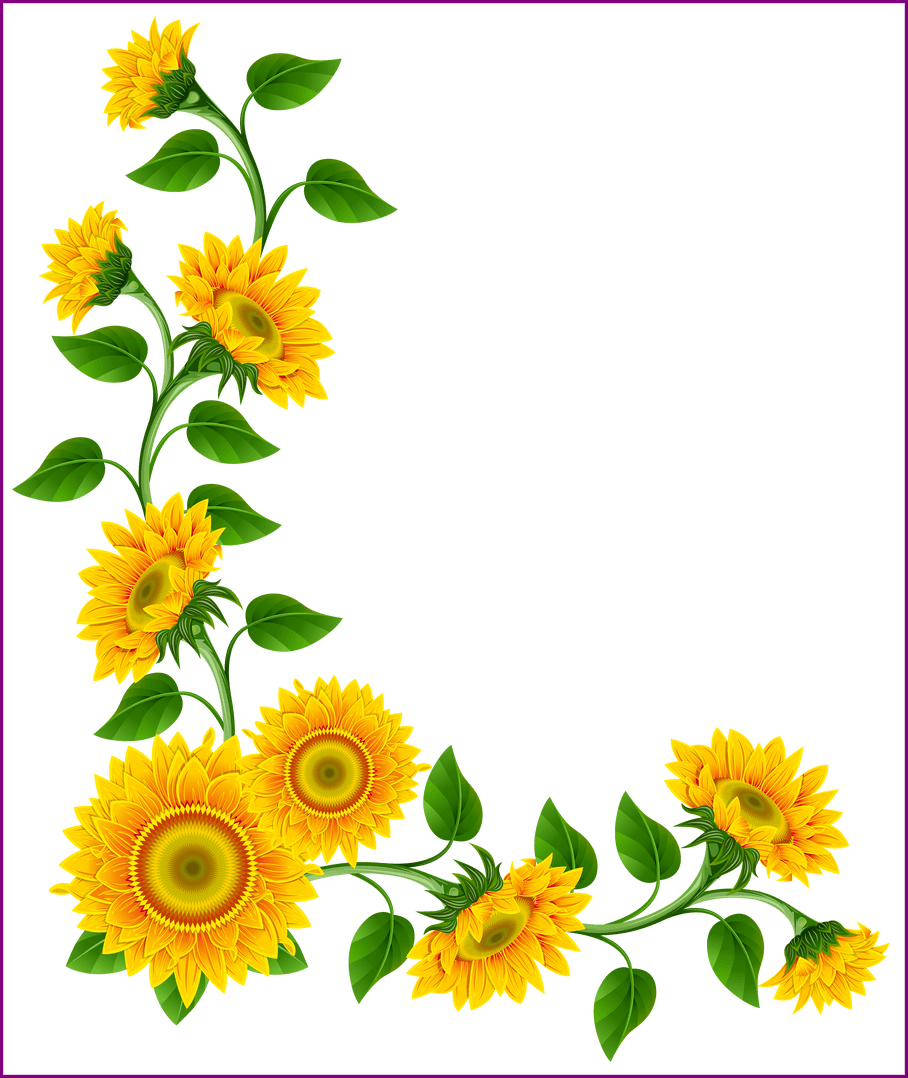Stunning Sunflower Border Decoration Png Image This - Clipart Sunflowers Transparent Png (908x1078), Png Download