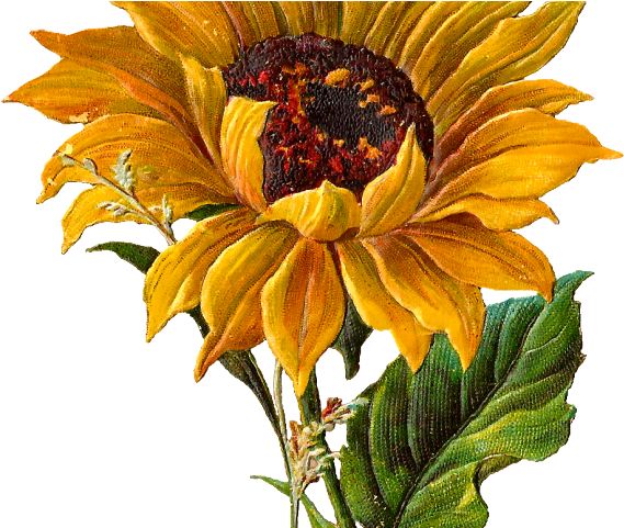Sunflower Clipart Center - Botanical Sunflower - Png Download (640x480), Png Download